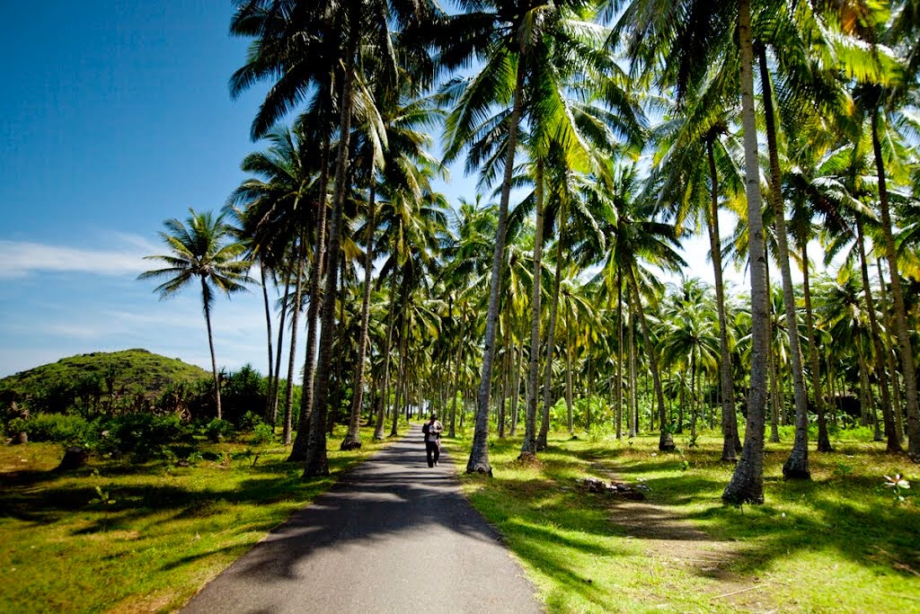 area lahan kelapa (bonio) desa tamon jaya