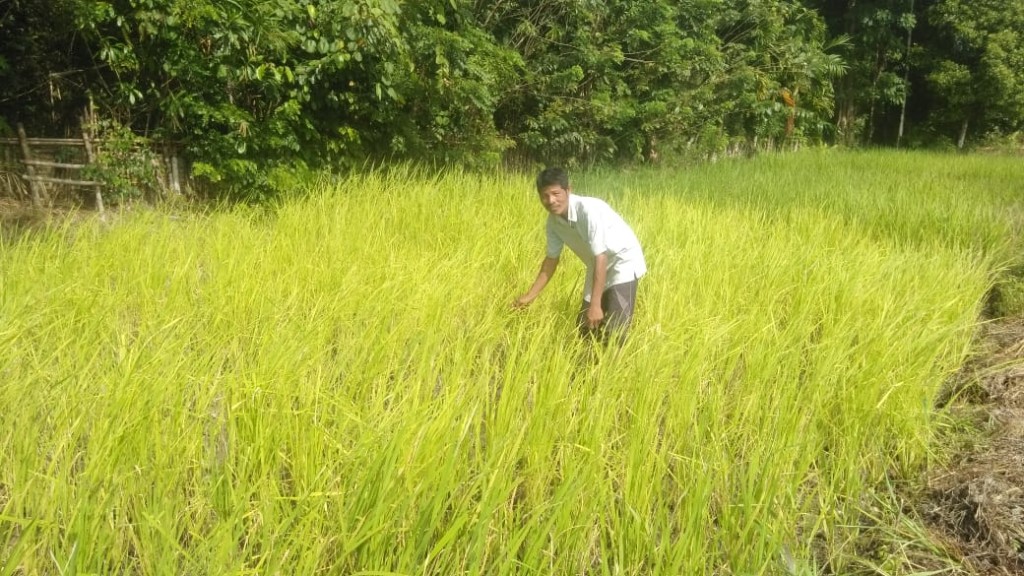 area lahan persawahan/pertanian desa tamon jaya